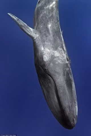 Franco cho biết việc bơi cùng cá voi xanh lớn nhất hành tinh là một trải nghiệm tuyệt diệu với anh. Franco tin rằng đây là cuộc gặp gỡ anh sẽ nhớ suốt cuộc đời.