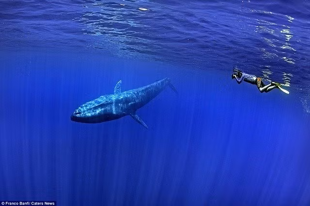 Nhiếp ảnh gia Thụy Sĩ Franco Banfi đã may mắn tiếp cận ở cự li rất gần loài động vật có vú lớn nhất hành tinh trong chuyến thám hiểm ở miền nam Sri Lanka.