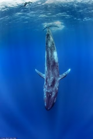 Franco, 57 tuổi chia sẻ: “Tôi bơi ra biển, cách bờ hơn 20km rồi lặn sâu xuống dưới. Tôi nghe mọi người nói có thể tìm thấy đủ loài cá voi ở đây, nhưng mà tôi thích cá voi xanh hơn. Do vậy, tôi quyết định lặn sâu xuống dưới để xem có gặp một chú cá voi xanh nào hay không”.