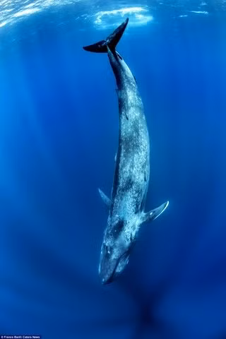 Cá voi xanh thuộc phân bộ cá voi tấm sừng hàm, chiều dài hơn 30m và nặng 170 tấn. Đây là loài sinh vật lớn nhất thế giới còn tồn tại đến ngày nay.