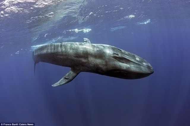 á voi xanh là loài sống ở tầng nước sâu, thường lặn xuống 500m để tìm kiếm thức ăn. Dù có thân hình “kềnh càng” tuy nhiên cá voi xanh chỉ ăn các sinh vật phù du và giáp xác nhỏ.