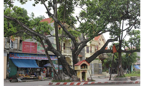 Than bi cay da tram tuoi va nga tu tu than