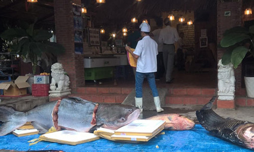 Bốn con cá "siêu khủng" này bao gồm cá tra dầu, cá trà sóc, cá hô và cá leo