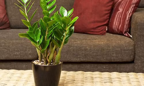 Vứt ngay những chậu cây này nếu không muốn hại con Vut ngay nhung chau cay nay neu khong muon hai con