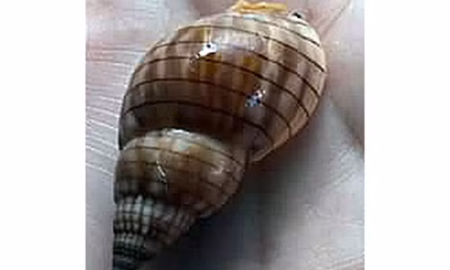 Binh Thuan: Ca gia dinh suyt chet vi an “oc ma”