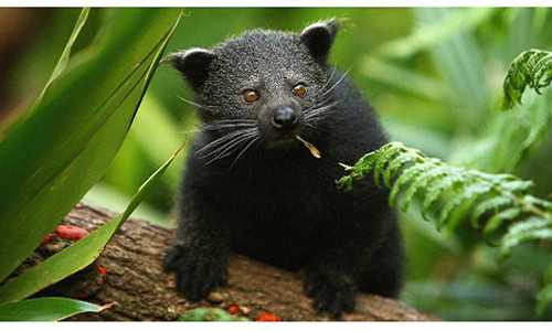 Mùi hương bắp rang bơ kỳ lạ trên loài cầy mực đến từ nước tiểu của chúng.