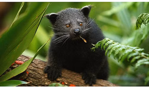 Mùi hương bắp rang bơ kỳ lạ trên loài cầy mực đến từ nước tiểu của chúng.