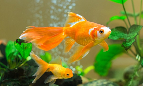 Nuôi những con vật nhỏ như cá vàng để cân bằng trường khí.