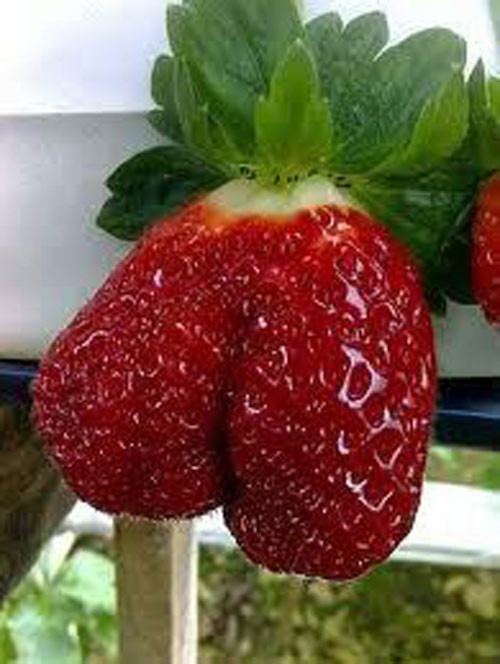 Còn đây giống cái gì nhỉ? Anh chị trả lời hộ tôi với!