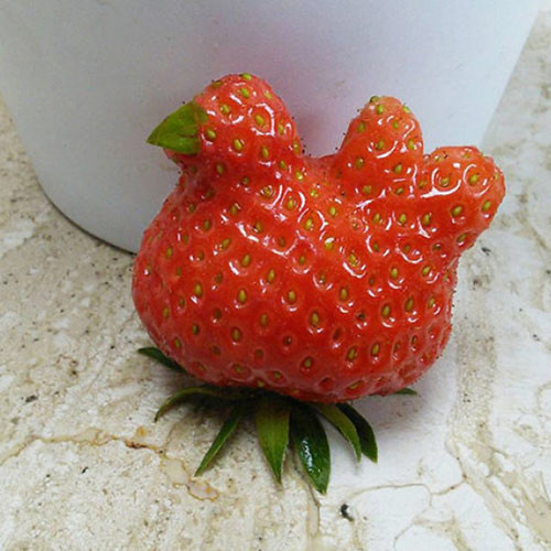 Quả dâu tạo dáng giống chú chim quá!