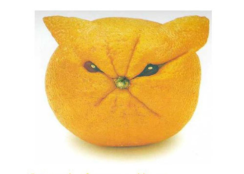 Khoảnh khắc bối rối của "anh cam".