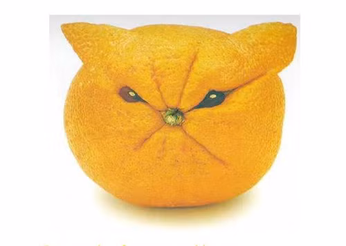 Khoảnh khắc bối rối của "anh cam".