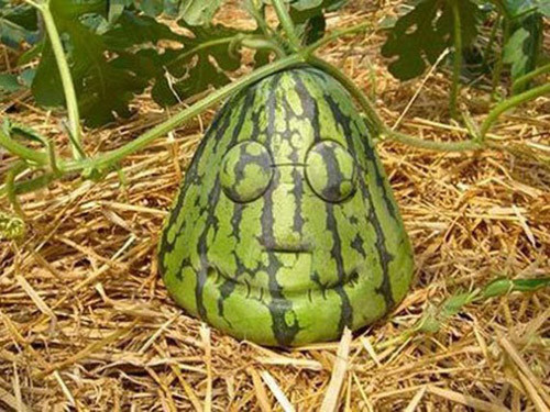 Sao dưa hấu lại có hình dạng giống ếch vậy?