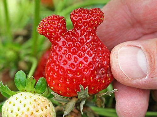 Dâu tây và thỏ liệu có mối quan hệ nào với nhau không nhỉ?