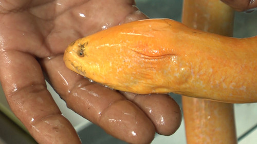 Đã có thương lái định giá con lươn này 50 triệu đồng nhưng gia đình ông Chi vẫn chưa bán. Con lươn 800g, dài gần 90cm, bề hoành 11cm.