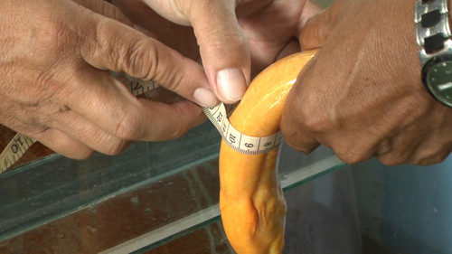 “Tôi là người có nghề bắt lươn từ nhỏ, nhưng đây lần đầu tiên tôi bắt được con lươn có màu vàng kỳ lạ như thế này”, lão nông nói. Trước đó, người dân ở miền Tây cũng đã bắt được cá rô, cá trê có màu vàng và được nhiều người hỏi mua với giá rất cao.