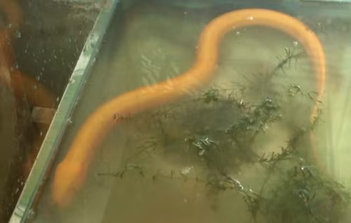 Lao nong mien Tay bat duoc luon vang, 50 trieu chua ban