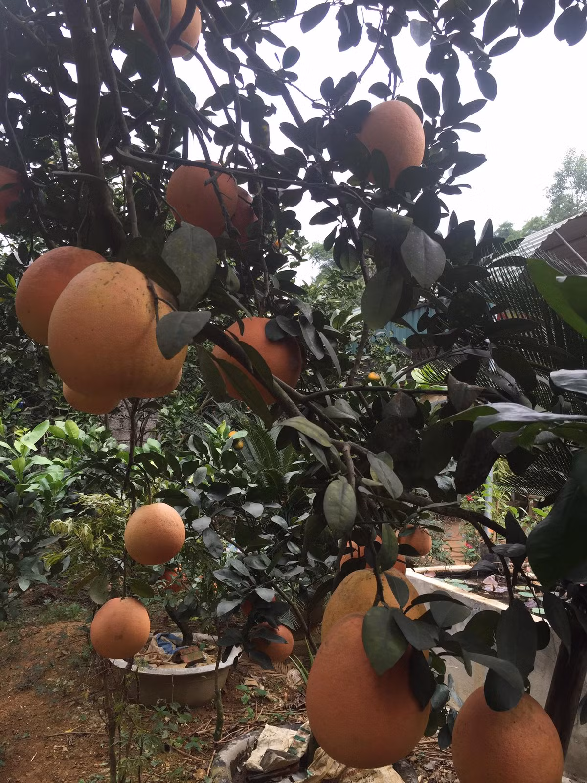 Một cửa hàng bán hoa quả ở Hà Đông (Hà Nội) cho biết đã nhận đặt bưởi đỏ Luận Văn cho dịp Tết. Khách đặt từ bây giờ sẽ nhận được quả đẹp nhưng giá thì gần Tết nhà vườn mới chốt. Ảnh: Facebook.