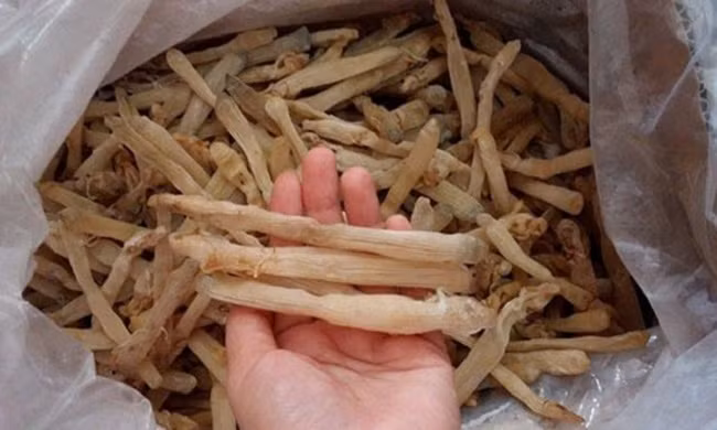 Sá sùng Vân Đồn (Quảng Ninh) được đánh giá là ngon thượng hạng và có giá đắt đỏ nhất trong nước, từ 3-6 triệu đồng/kg khô. Ảnh: Dân Việt.