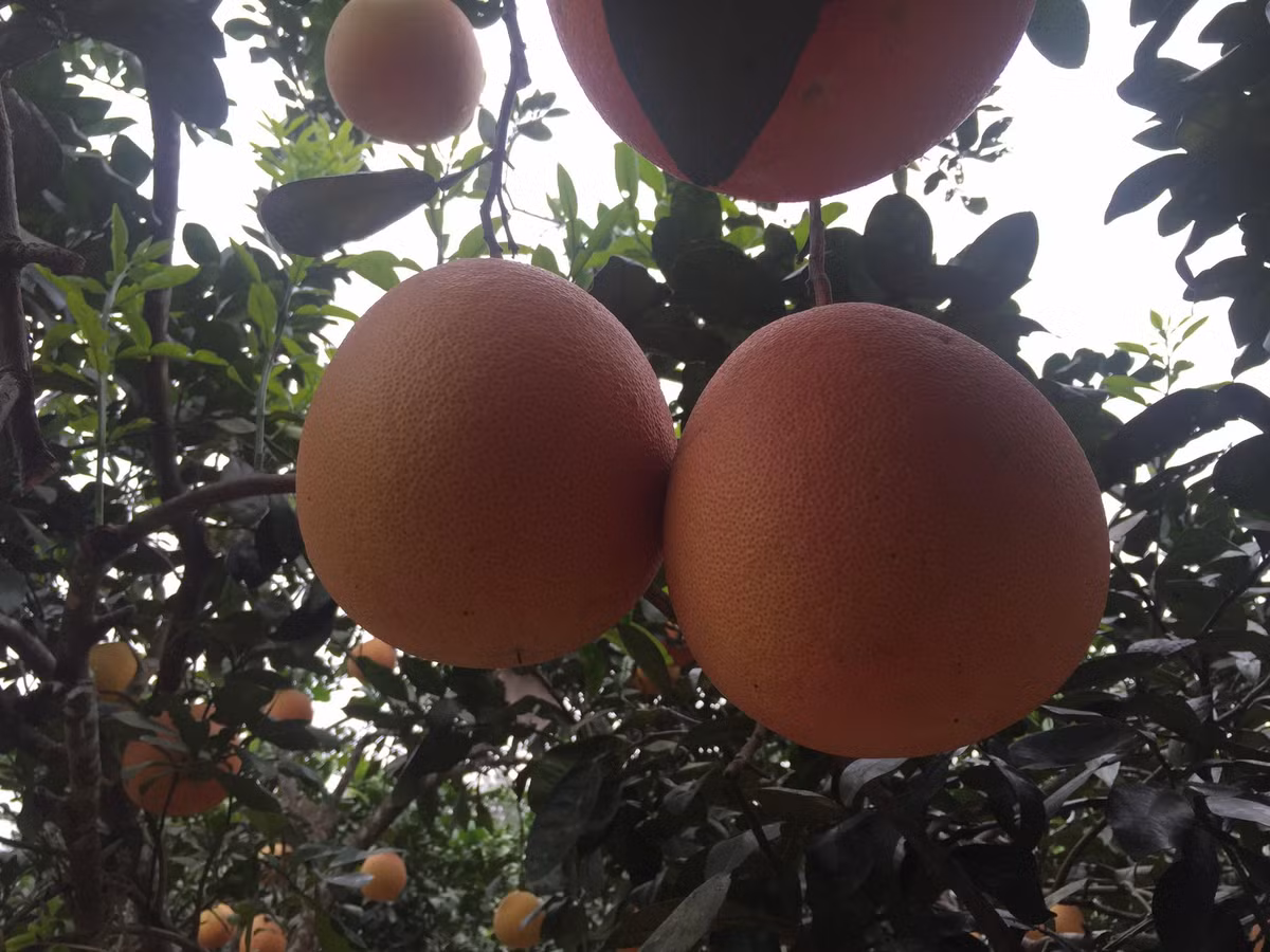 Bưởi đỏ tiến vua là giống bưởi được trồng ở Luận Văn (xã Thọ Xương, huyện Thọ Xuân, tỉnh Thanh Hóa). Bưởi có màu đỏ đẹp, mùi thơm đặc trưng. Ảnh: Facebook.