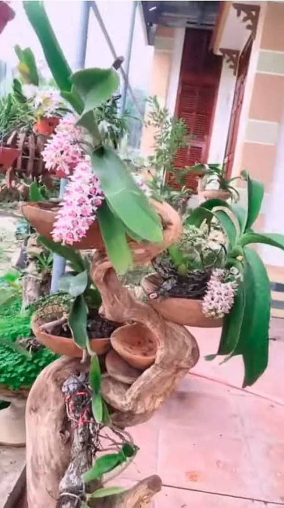 Đặc biệt, trong khuôn nhà của Hoa hậu Đỗ Thị Hà còn có một vườn lan khá lớn. Ảnh: Tiktok