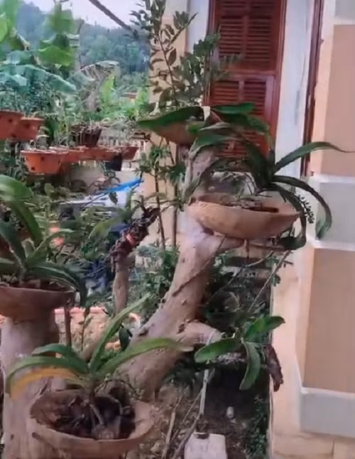 Vườn lan được thiết kế đúng tiêu chuẩn để chăm sóc lan. Ảnh: Tiktok