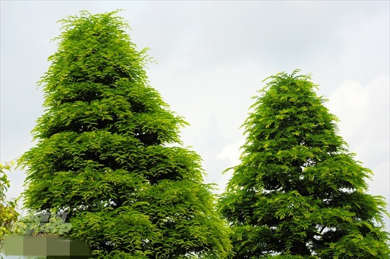 Ban đầu, anh Lộc mua cặp me này với giá 40 triệu đồng tại tỉnh Tiền Giang vào năm 1993. Ảnh: Nongnghiep.