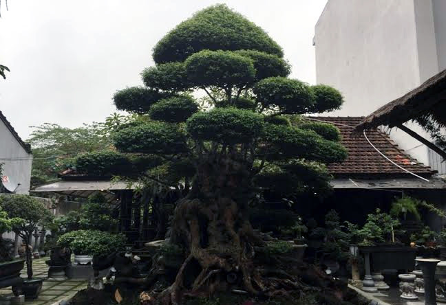 Một người chơi cây cảnh ở Huế sở hữu cây mai chiếu thủy với tuổi đời hơn 500 năm. Ảnh: Vietnamnet.