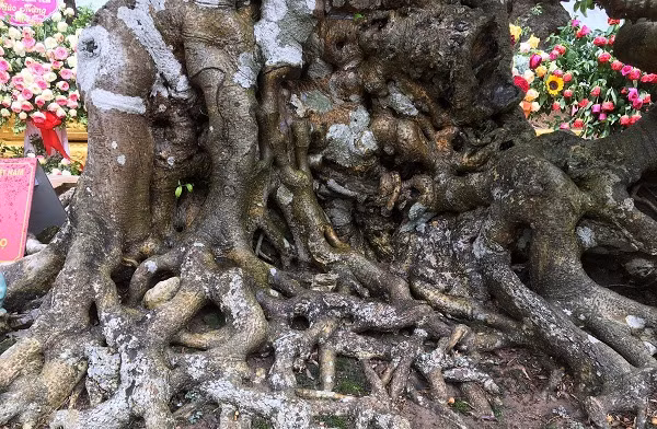 Giá trị nhất của "Tiên lão giáng trần" nằm ở bộ rễ đẹp và phần thân kỳ quái. Ảnh: Dân Việt