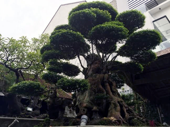 Cây mai chiếu thủy này có chiều cao 3,5m, hoành thân 3,2m với độ rộng của tán lên gần 3m, hội tụ đủ 3 tiêu chuẩn chung là cổ - kỳ - mỹ. Ảnh: Vietnamnet.