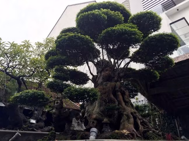 Cây mai chiếu thủy này có chiều cao 3,5m, hoành thân 3,2m với độ rộng của tán lên gần 3m, hội tụ đủ 3 tiêu chuẩn chung là cổ - kỳ - mỹ. Ảnh: Vietnamnet.