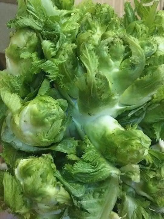 Theo quảng cáo của người bán, đây là rau mầm đá Sa Pa, ăn rất ngọt.