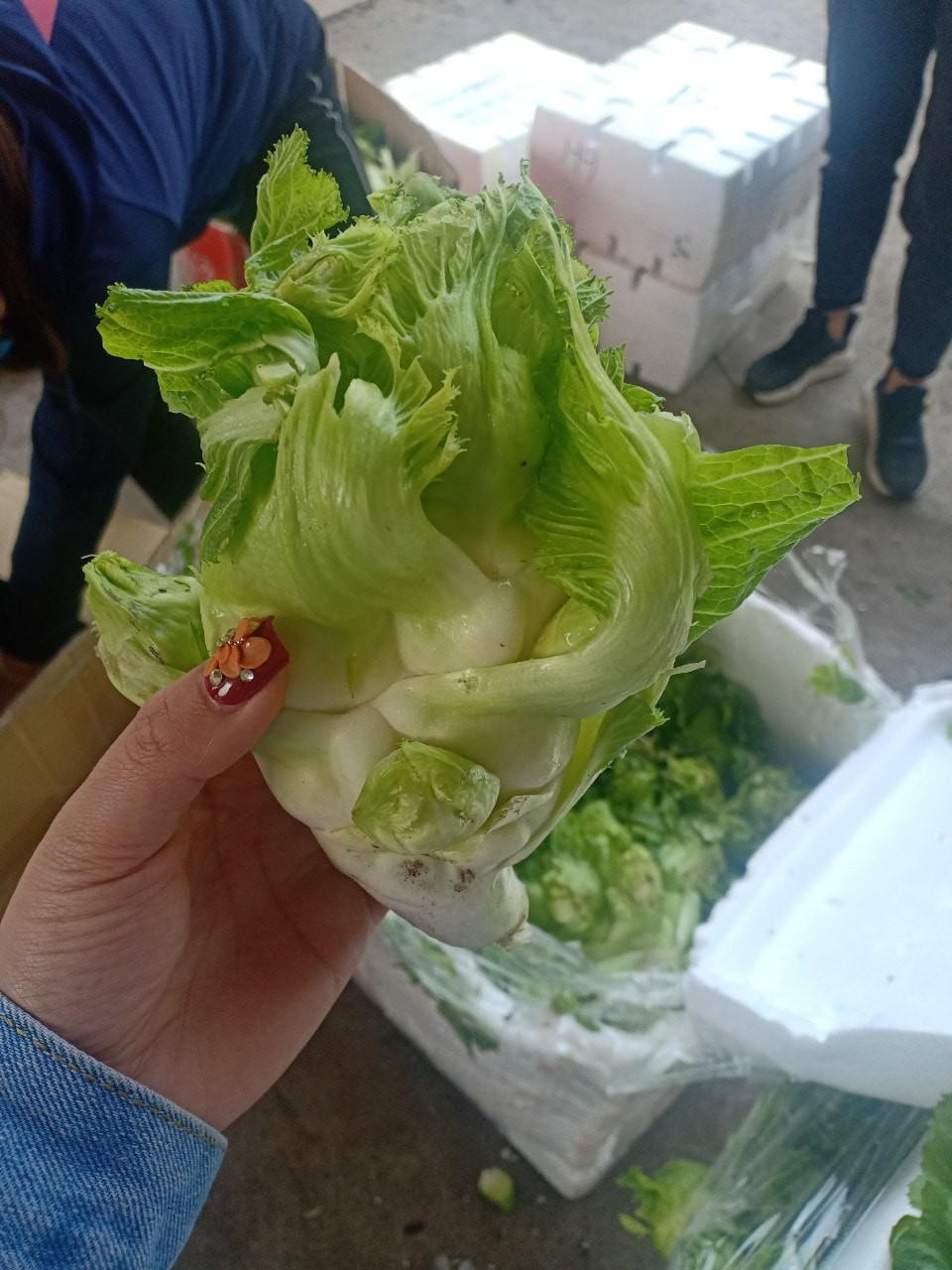 Do đó, người tiêu dùng cũng nên thận trọng với loại mầm đá Trung Quốc đội lốt đặc sản Sa Pa đang bán trên thị trường, tránh mua phải hàng kém chất lượng, không rõ nguồn gốc. Nguồn ảnh: Facebook.