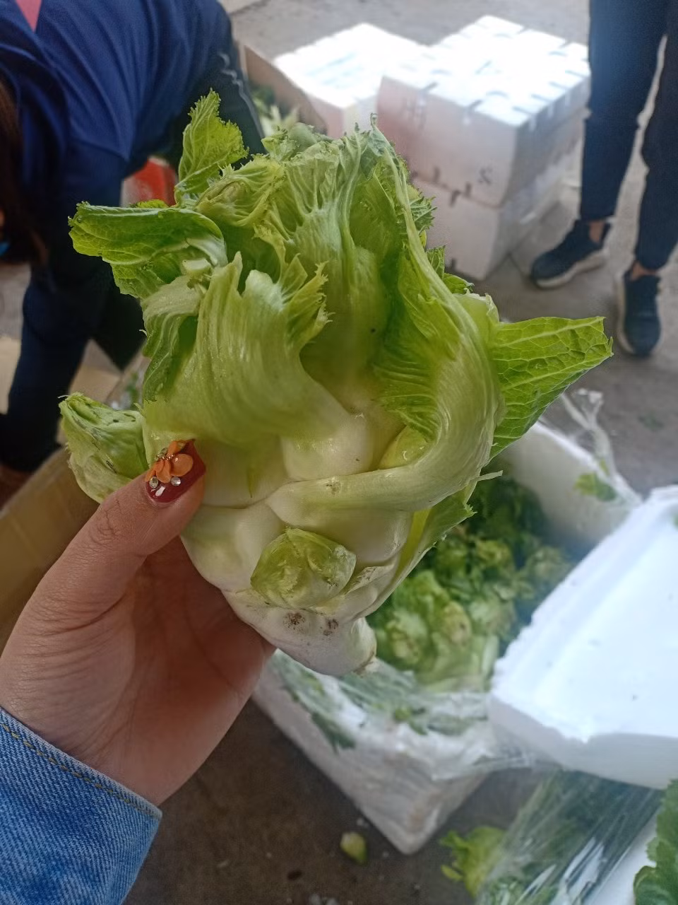 Do đó, người tiêu dùng cũng nên thận trọng với loại mầm đá Trung Quốc đội lốt đặc sản Sa Pa đang bán trên thị trường, tránh mua phải hàng kém chất lượng, không rõ nguồn gốc. Nguồn ảnh: Facebook.