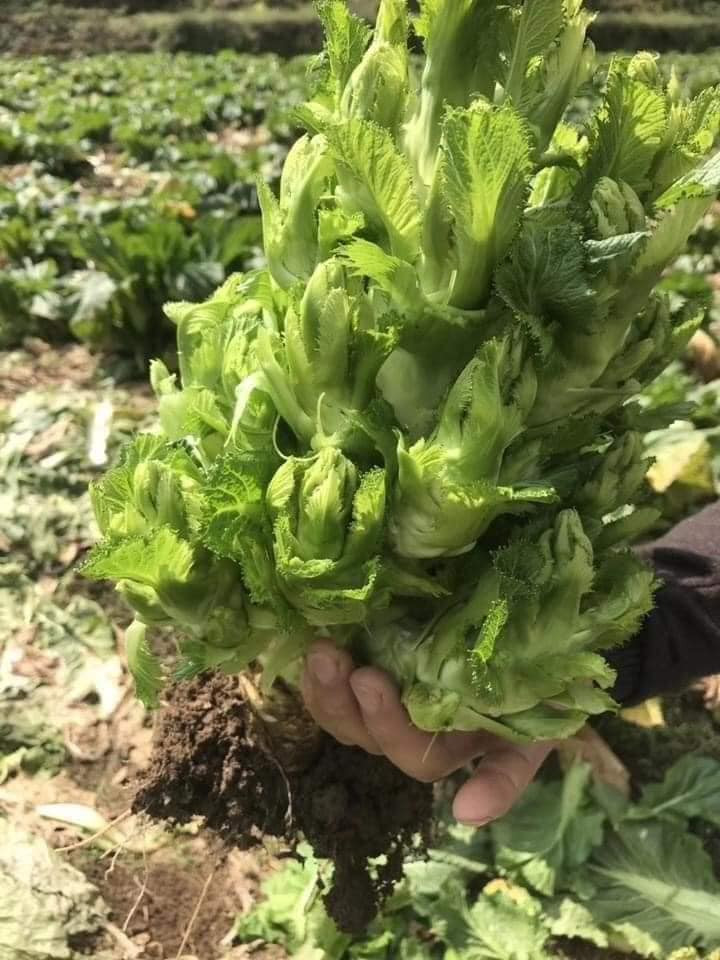 Chị Cúc - một tiểu thương tại chợ ở Bắc Từ Liêm cho biết, với giá bán chỉ 20.000 đồng/kg, cứ mở thùng xốp ra 1-2 tiếng là 'cháy' hàng rau mầm đá.