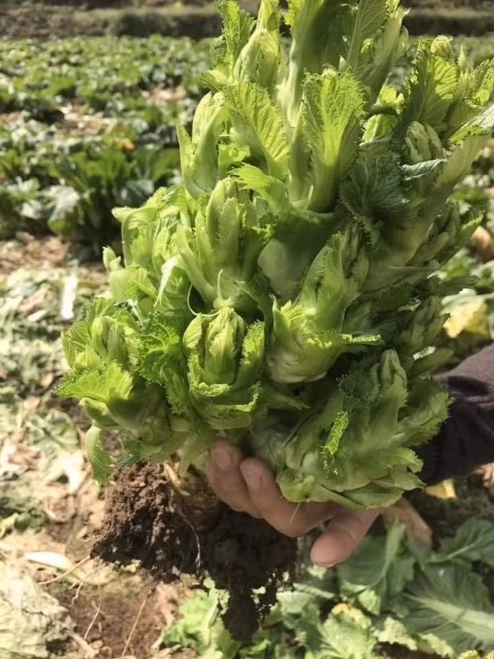 Chị Cúc - một tiểu thương tại chợ ở Bắc Từ Liêm cho biết, với giá bán chỉ 20.000 đồng/kg, cứ mở thùng xốp ra 1-2 tiếng là 'cháy' hàng rau mầm đá.