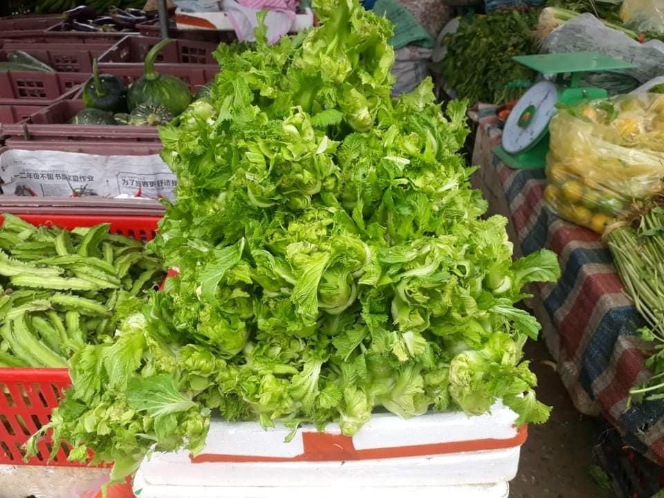 Theo anh Thịnh, cải mầm đá Sa Pa thường chỉ đạt từ 1,5-2,5kg/cây và rất khó trồng bởi đây là loại cây rất mẫn cảm với nhiệt độ.