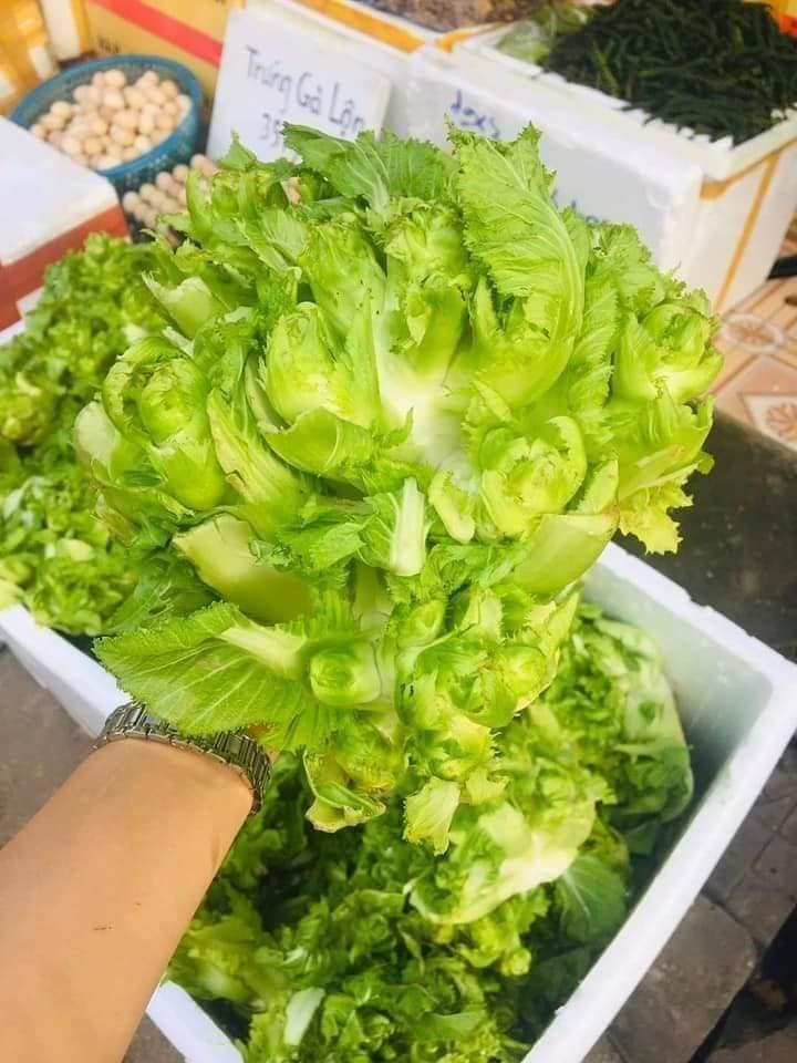 Theo chị Duyên, một cây mầm đá thường cho nhánh rất lớn, có thể lớn hơn 1 cái bát tô với trọng lượng từ 1 - gần 2kg/cây. Mầm đá có vị rất giòn và ngọt, thơm vị cải.