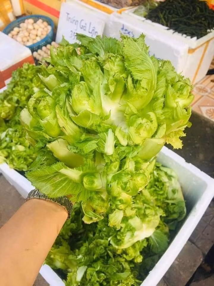 Theo chị Duyên, một cây mầm đá thường cho nhánh rất lớn, có thể lớn hơn 1 cái bát tô với trọng lượng từ 1 - gần 2kg/cây. Mầm đá có vị rất giòn và ngọt, thơm vị cải.