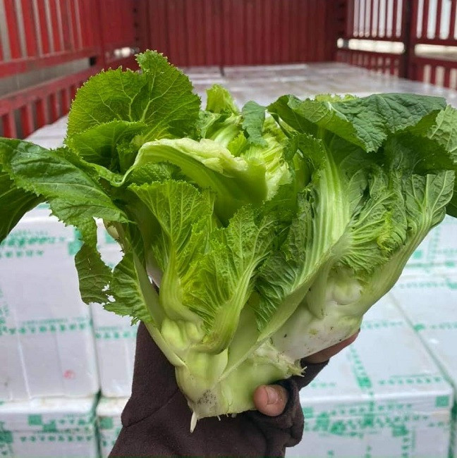 Chia sẻ trên Dân Việt, anh Bùi Huy Thịnh, trú tại tổ 1, phường Ô Quy Hồ (Sa Pa, Lào Cai) cho biết, cải mầm đá Sa Pa mới được gieo hạt vào đầu tháng 11 nên phải hơn 1 tháng nữa, tức tháng 1/2021 mới cho thu hoạch. Loại cải bán trên thị trường từ tháng 11, 12 là hàng Trung Quốc.