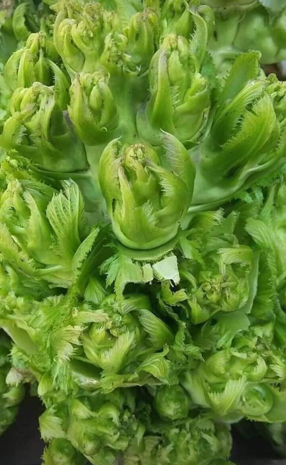 Không những quảng cáo là đặc sản Sa Pa, nhiều người bán hàng còn cam kết 100% là rau an toàn, số lượng có hạn, mua nhanh kẻo hết.