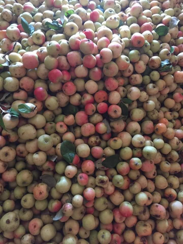 Trong khi táo mèo Trung Quốc thì vỏ ngoài nhẵn, to hơn, nhìn rất bóng.