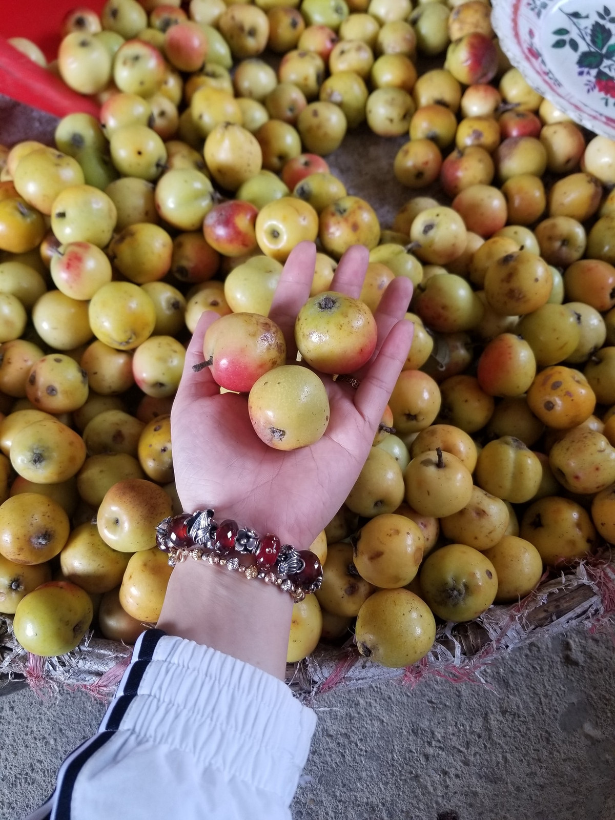 Theo kinh nghiệm của người bán hàng, táo mèo Tây Bắc rất săn chắc, cho dù có héo thì vỏ sẽ săn lại.