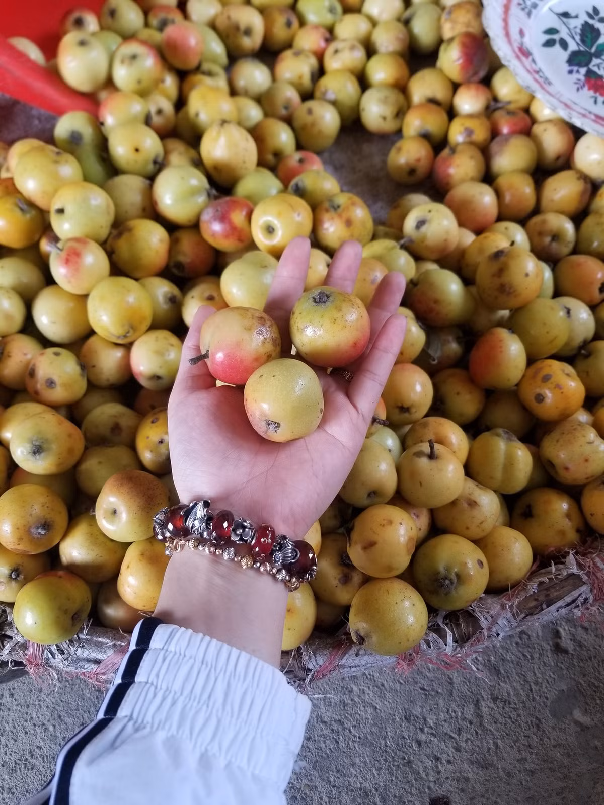 Theo kinh nghiệm của người bán hàng, táo mèo Tây Bắc rất săn chắc, cho dù có héo thì vỏ sẽ săn lại.