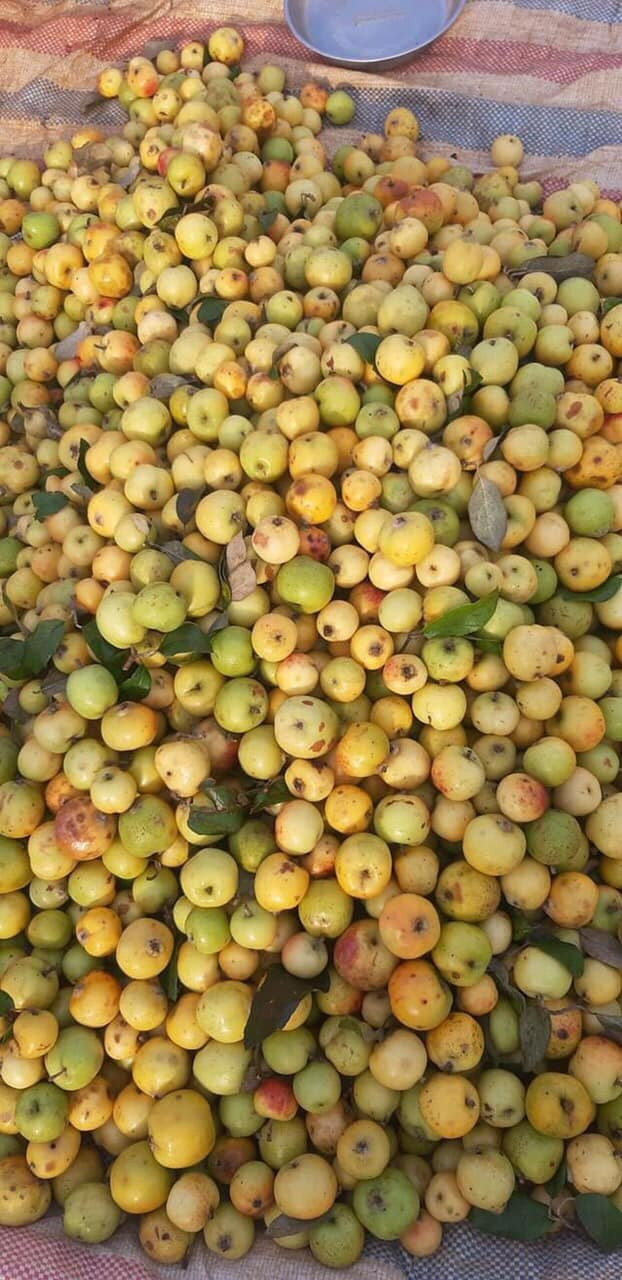 Sở dĩ táo mèo có giá rẻ như vậy là vì đây là những quả còn sót lại cuối mùa. So với chính vụ, quả sẽ không còn tươi mà chuyển sang màu ngả vàng, có vị hơi chát, không ngọt thuần nhưng vẫn giữ được hương thơm.