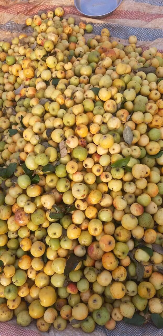 Sở dĩ táo mèo có giá rẻ như vậy là vì đây là những quả còn sót lại cuối mùa. So với chính vụ, quả sẽ không còn tươi mà chuyển sang màu ngả vàng, có vị hơi chát, không ngọt thuần nhưng vẫn giữ được hương thơm.