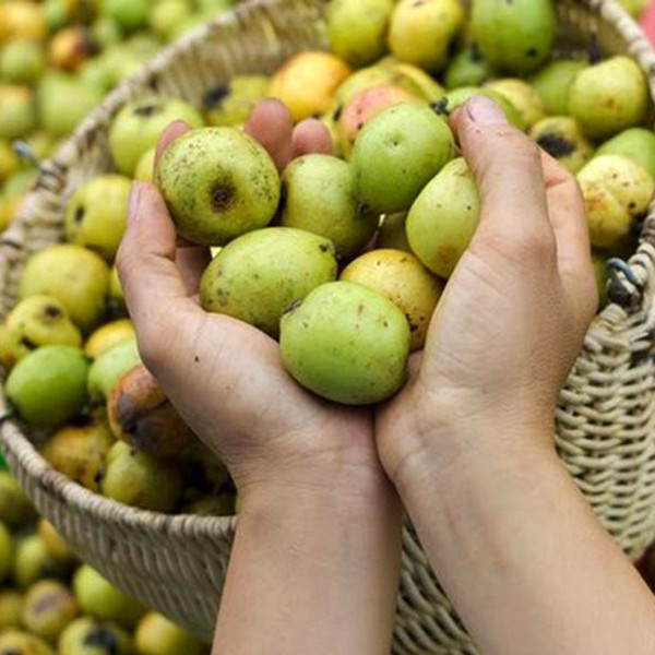 Còn táo mèo Trung Quốc, chỉ cần khẽ bấm quả táo sẽ thấy lún, cảm giác mềm, xốp. Những quả táo này khi để lâu ngày không bị héo như táo ta mà bị thối nhũn. Nguồn ảnh: Facebook