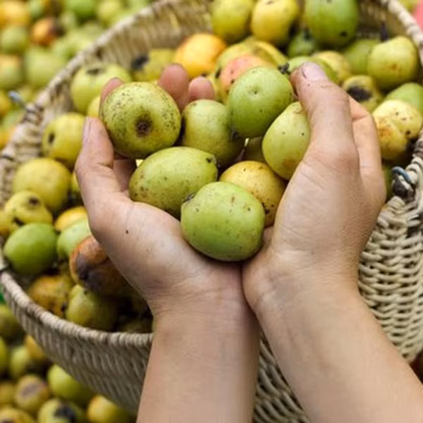 Còn táo mèo Trung Quốc, chỉ cần khẽ bấm quả táo sẽ thấy lún, cảm giác mềm, xốp. Những quả táo này khi để lâu ngày không bị héo như táo ta mà bị thối nhũn. Nguồn ảnh: Facebook