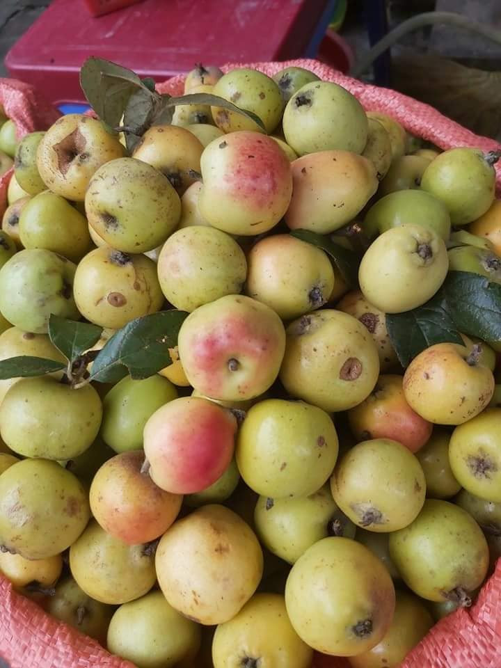 Để mua đúng táo mèo Tây Bắc, người tiêu dùng có thể ăn thử 1 quả. Nếu táo mèo ta, quả có vị hơi chát, không ngọt thuần.