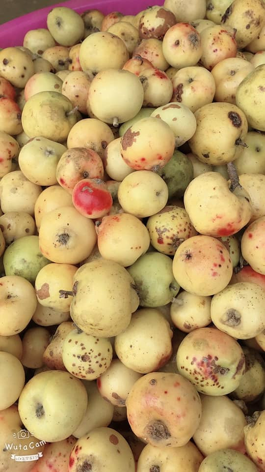 Về hình dạng và màu sắc, táo mèo Việt Nam có vỏ ngoài hơi sần, ráp, vỏ rất xanh.